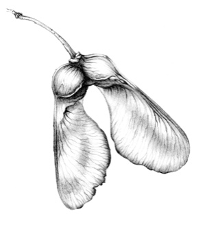 kurse-desktop-hd-08sycamore-seedret-9B0B42A2-B945-48D6-92E8-7B1F299DB9F4 kurse-desktop-hd-08sycamore-seedret-9B0B42A2-B945-48D6-92E8-7B1F299DB9F4