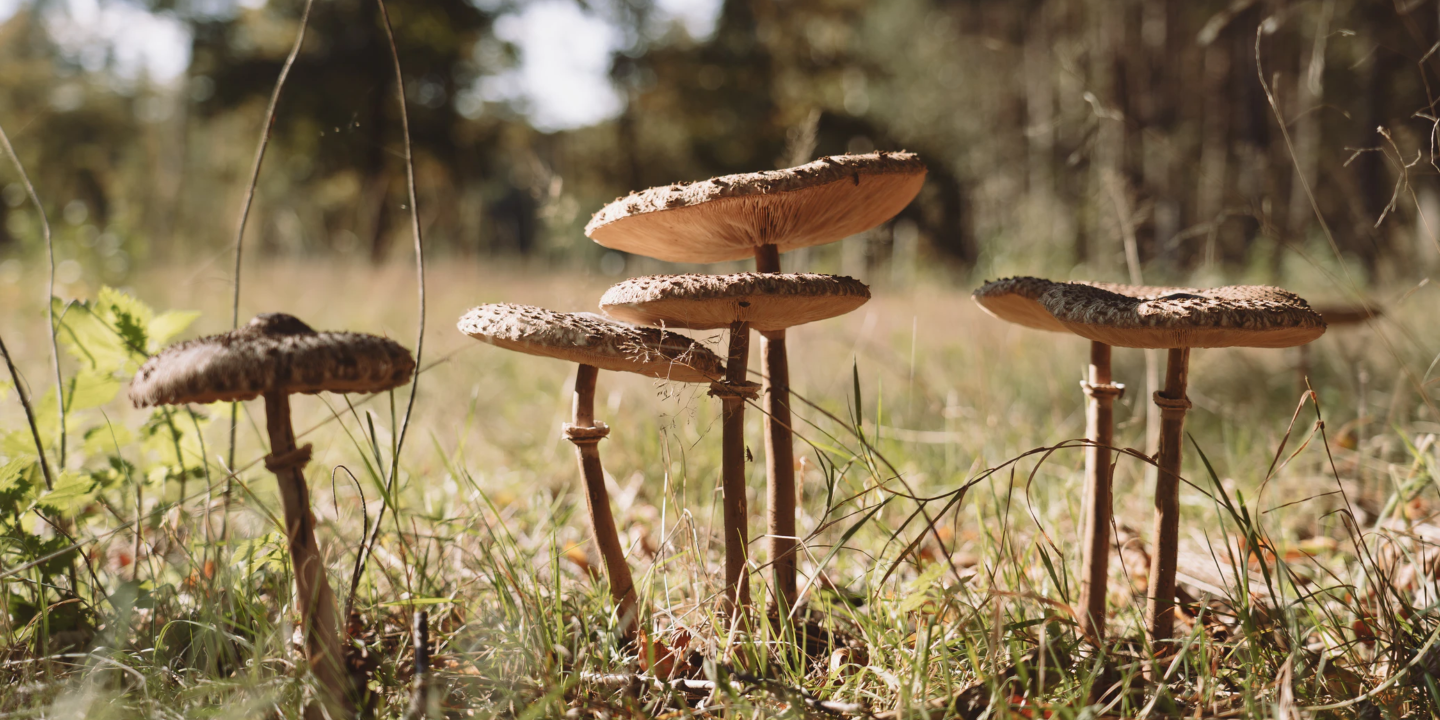 Abbildung Pilze und der Wald Hero