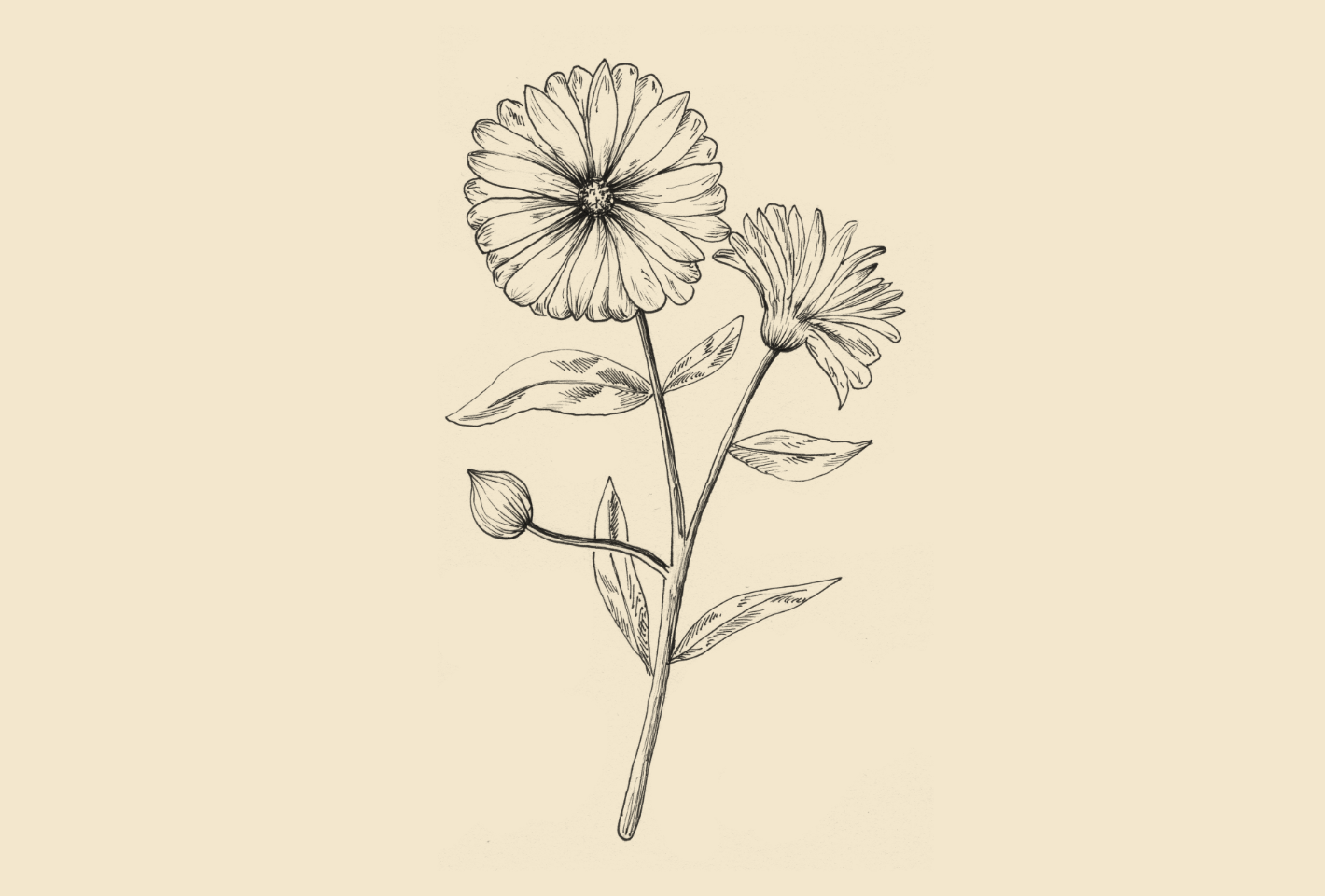 Ringelblume Hero