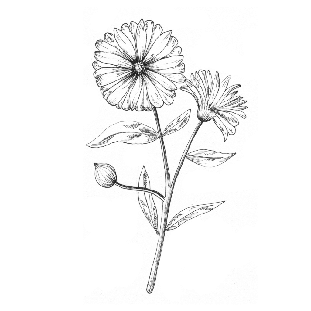 Ringelblume